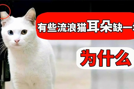 流浪猫耳朵缺口是为啥？TNR绝育标识了解一下