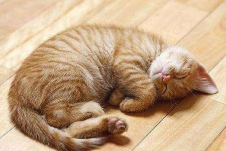 猫咪一天要睡多少小时？这才是猫咪真正的睡眠真相！