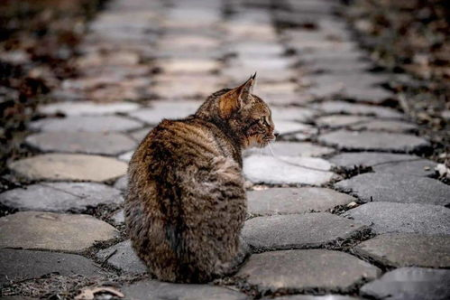 室外猫走丢了会自己回来吗？如何提高猫咪回家几率？