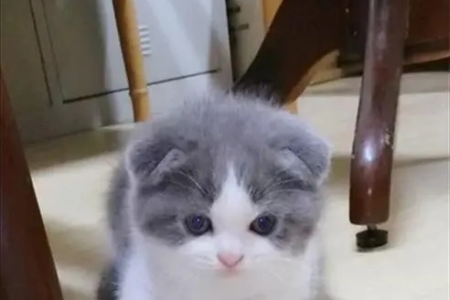 奶猫耳朵什么时候竖起来？影响因素及注意事项
