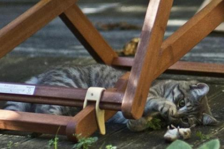 猫咪睡觉捂脸是为啥？保暖、避光还是求安全感？