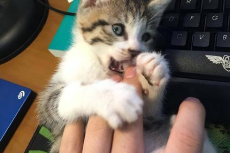 哪种类型的猫砂最好用？性价比高又好用的猫砂推荐，告别猫砂选择困难症！
