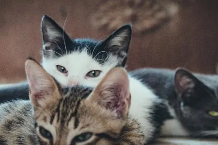 家里猫咪无声叫代表什么？猫咪无声叫行为的解读
