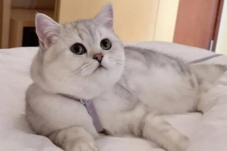 养猫必看：美短银渐层与英短银渐层，你更喜欢哪一款？