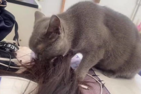 猫咪勤洗脸是为啥？揭秘猫咪洁癖的真正原因