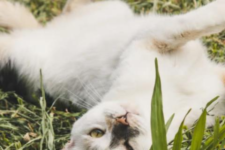 猫咪应激反应有哪些症状？如何快速识别和应对？