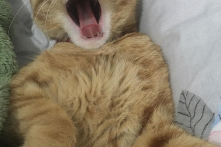 母橘猫和公橘猫哪个更好养？性格特点大比拼！