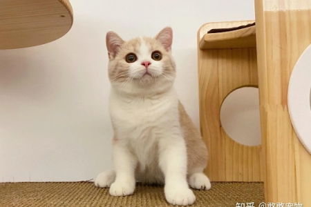 看懂乳白英短品相，避免买到劣质猫咪