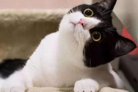 黑白猫究竟是不是土猫？品种特征深度解析