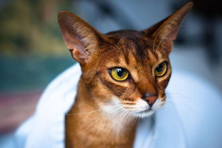 阿比西尼亚猫是什么猫？品种特点、性格及饲养方法详解