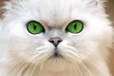 你的猫咪眼睛是什么颜色？猫眼颜色大全
