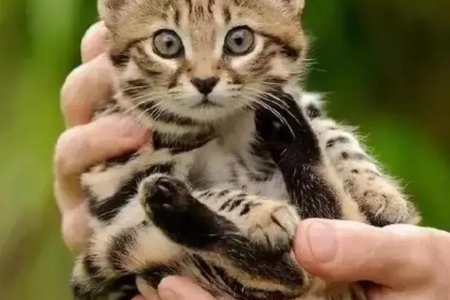 黑足猫：迷你猎手，了解非洲最小的猫