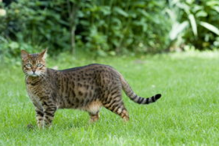 锈斑豹猫：比巴掌还小的猫科动物，你见过吗？