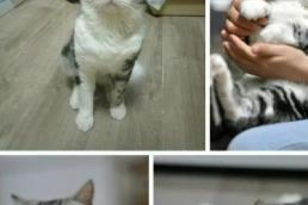 全面解析英短和美短的区别，帮你选对猫咪！