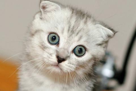 波斯猫是什么品种？新手养猫必看波斯猫品种介绍