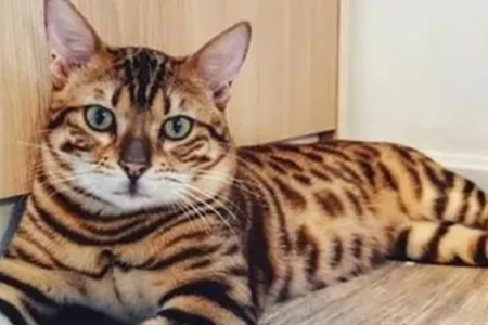 捡到豹猫能养吗？家养豹猫犯法吗？后果很严重！