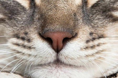 猫的胡子有什么用处？揭开猫咪胡须的神奇作用！