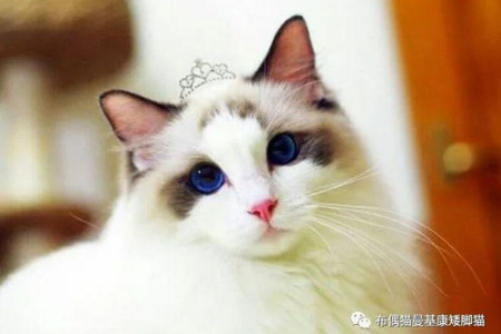 布偶猫是什么猫？它温顺吗？适合新手饲养吗？