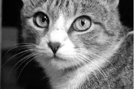 流浪猫耳朵缺一块？原来是为了这个！