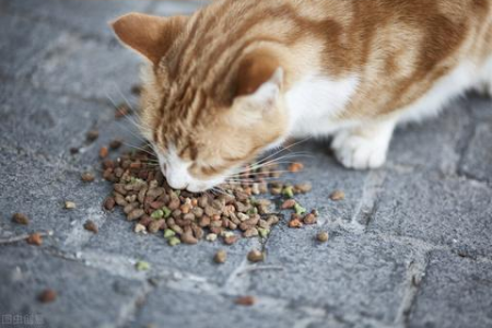 为什么流浪猫耳朵会有缺口？这和绝育手术有关吗？