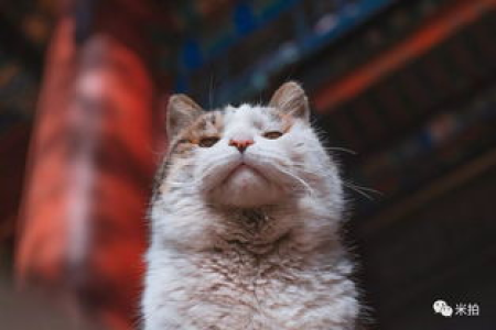 为什么流浪猫耳朵尖会有个缺口？真相让人意外