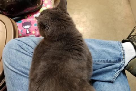 蓝猫到底有多粘人？铲屎官真实体验分享！