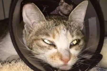 流浪猫耳朵缺口是怎么回事？真相竟然是这样！