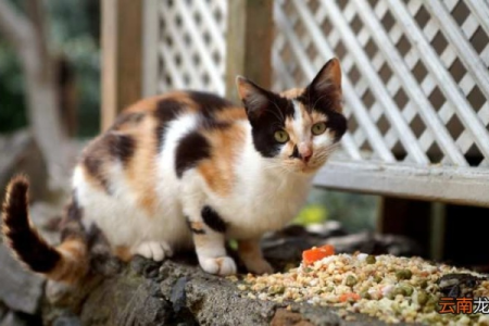 三花猫是土猫吗？详解三花猫的品种和特征