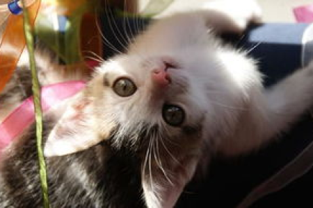 猫猫扑主人腿什么意思？猫咪行为背后的秘密解读
