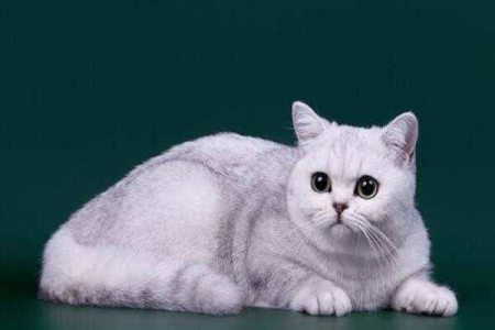 搞懂银渐层：它是英短还是美短？新手养猫必看
