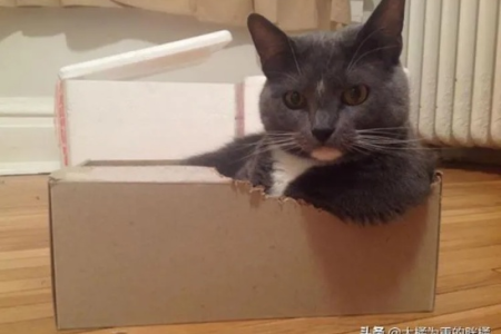 猫咪突然咬纸箱，是病了还是缺啥？
