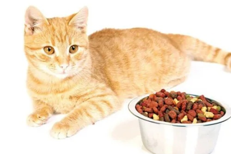 还在犹豫要不要给猫咪吃天然猫粮？看看这些好处！