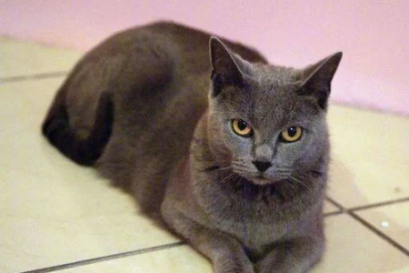 蓝猫究竟属于哪个猫品种？详解蓝猫的品种特征