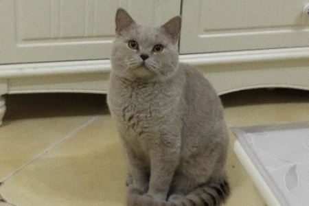 英短丁香色猫咪是不是纯种？血统鉴定及挑选技巧