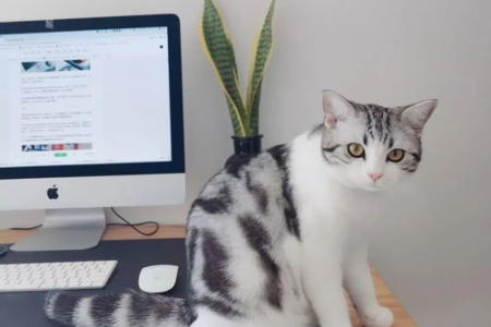 想养猫？新手必备清单！猫粮、猫砂、猫砂盆全都有