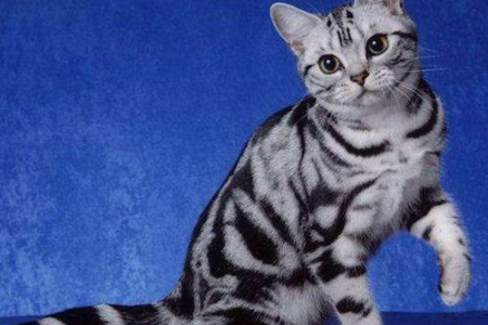 英短也有虎斑？揭秘英短虎斑猫的独特魅力