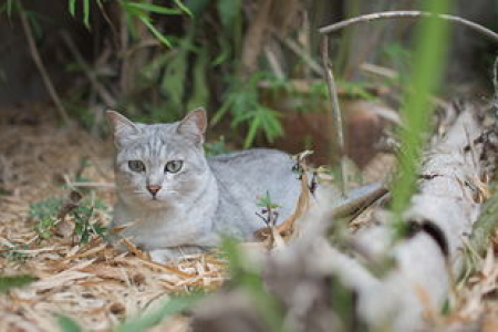 小猫一直叫，是生病了还是想玩？教你轻松分辨！