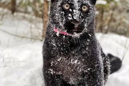 小猫一直喘气呼噜呼噜，需要看兽医吗？