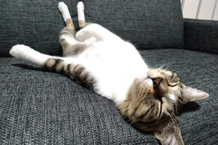 为什么猫会舔其他猫？猫舔猫的几种不同含义