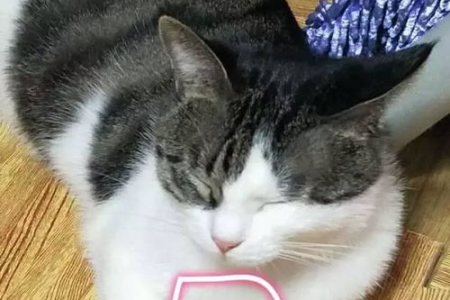 你是“佛系养猫”吗？5种养猫方式轻松又有趣