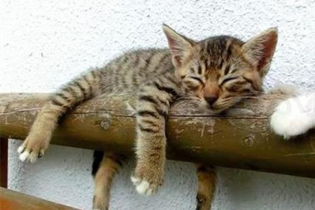 猫的天性是什么？揭秘猫咪的隐藏性格