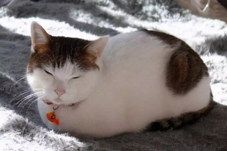 猫咪揣手睡觉是为啥？睡姿透露猫咪的小秘密