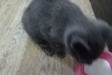 蓝猫出生时是什么颜色？黑色？灰色？还是蓝色？