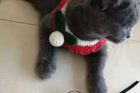 为什么我的英短蓝猫这么凶？它怎么了？