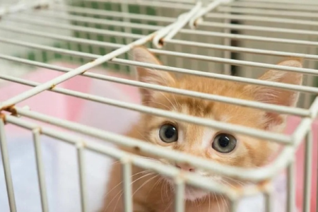 猫咪被关笼子后惨叫，主人该如何应对？经验之谈