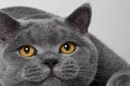为什么英短猫这么怕热？夏季护理小技巧