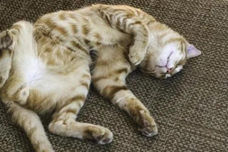 为什么猫咪肚子会抽搐？猫咪腹部抽搐的常见原因和应对方法