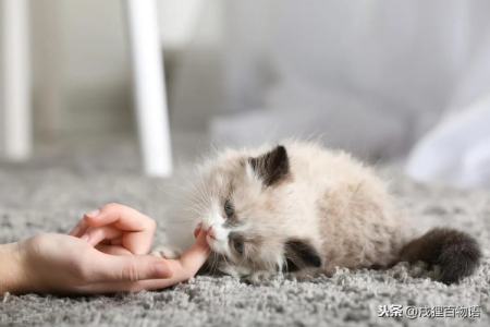 小奶猫半夜叫唤不停？试试这些妙招管用