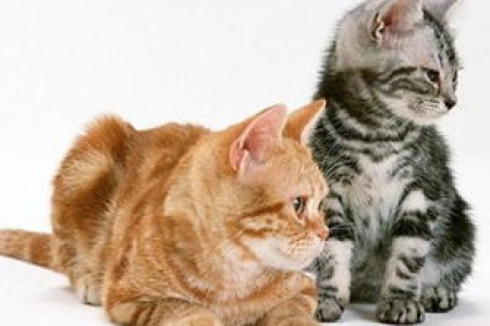 小猫肚子鼓鼓的，是吃撑了还是生病了？