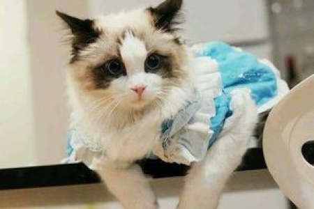 母猫绝育最佳时间：几月龄做最合适？